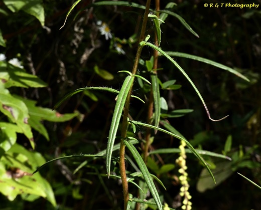 {Helianthus angustifolius}